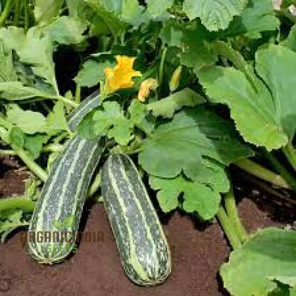 Marrow Bush Baby F1 Seeds: Premium Gardening Seeds For Planting