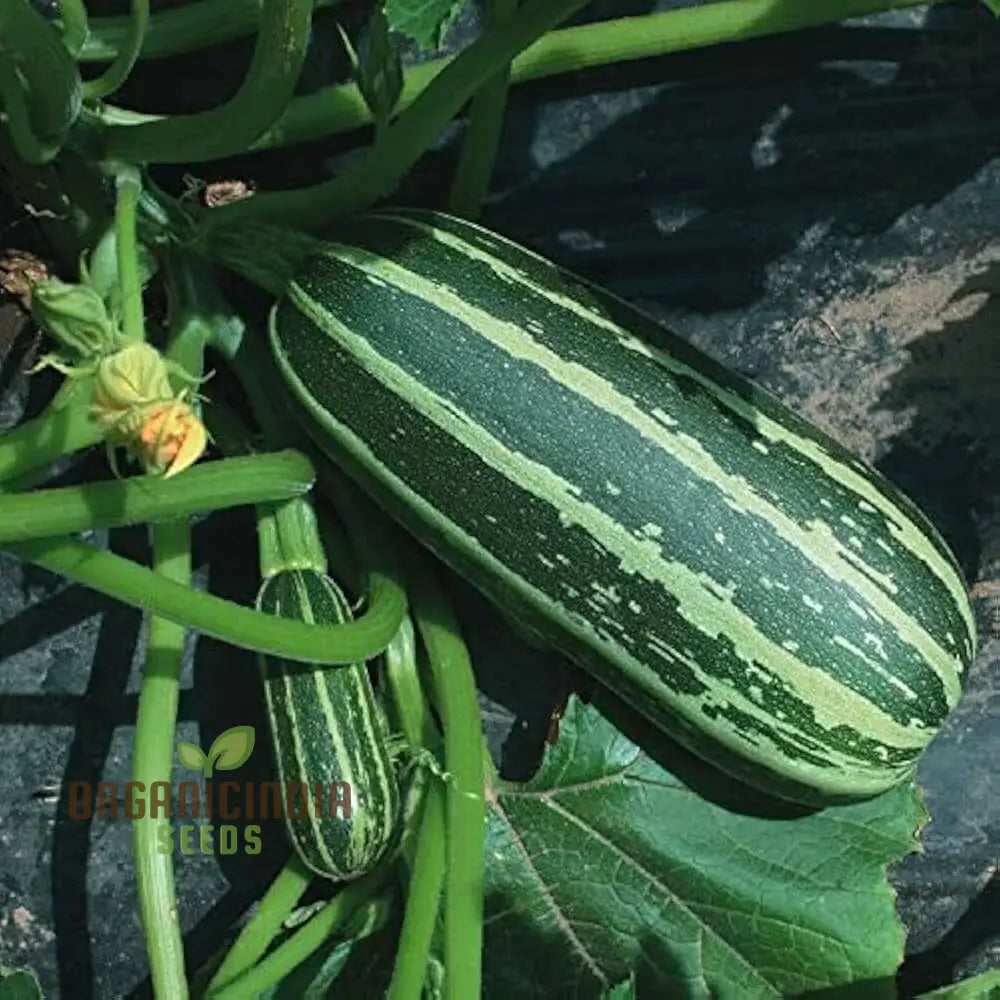 Marrow Bush Baby F1 Seeds: Premium Gardening Seeds For Planting