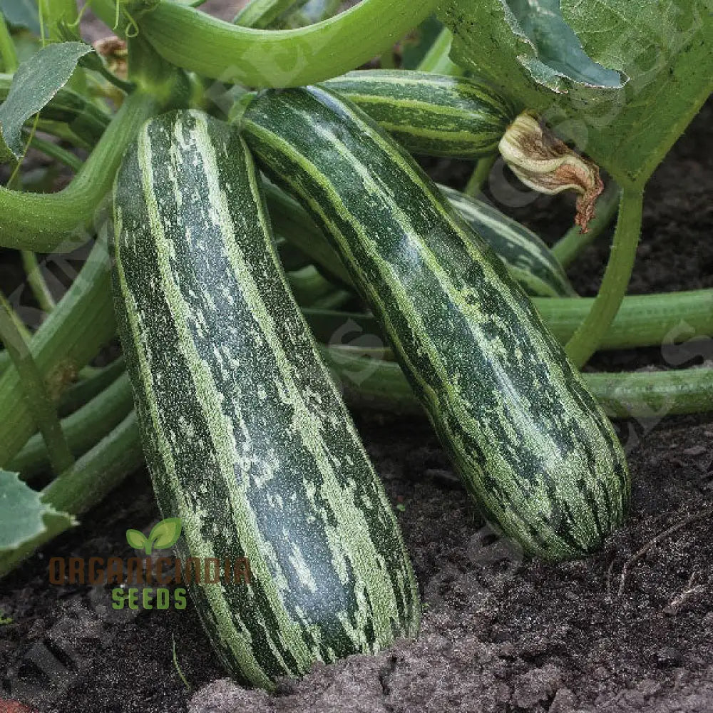 Marrow Green Trailing Vegetable Seeds For Planting Premium Quality Vegetables Growing In Your Home