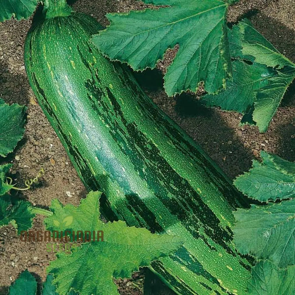 Marrow Green Trailing Vegetable Seeds For Planting Premium Quality Vegetables Growing In Your Home