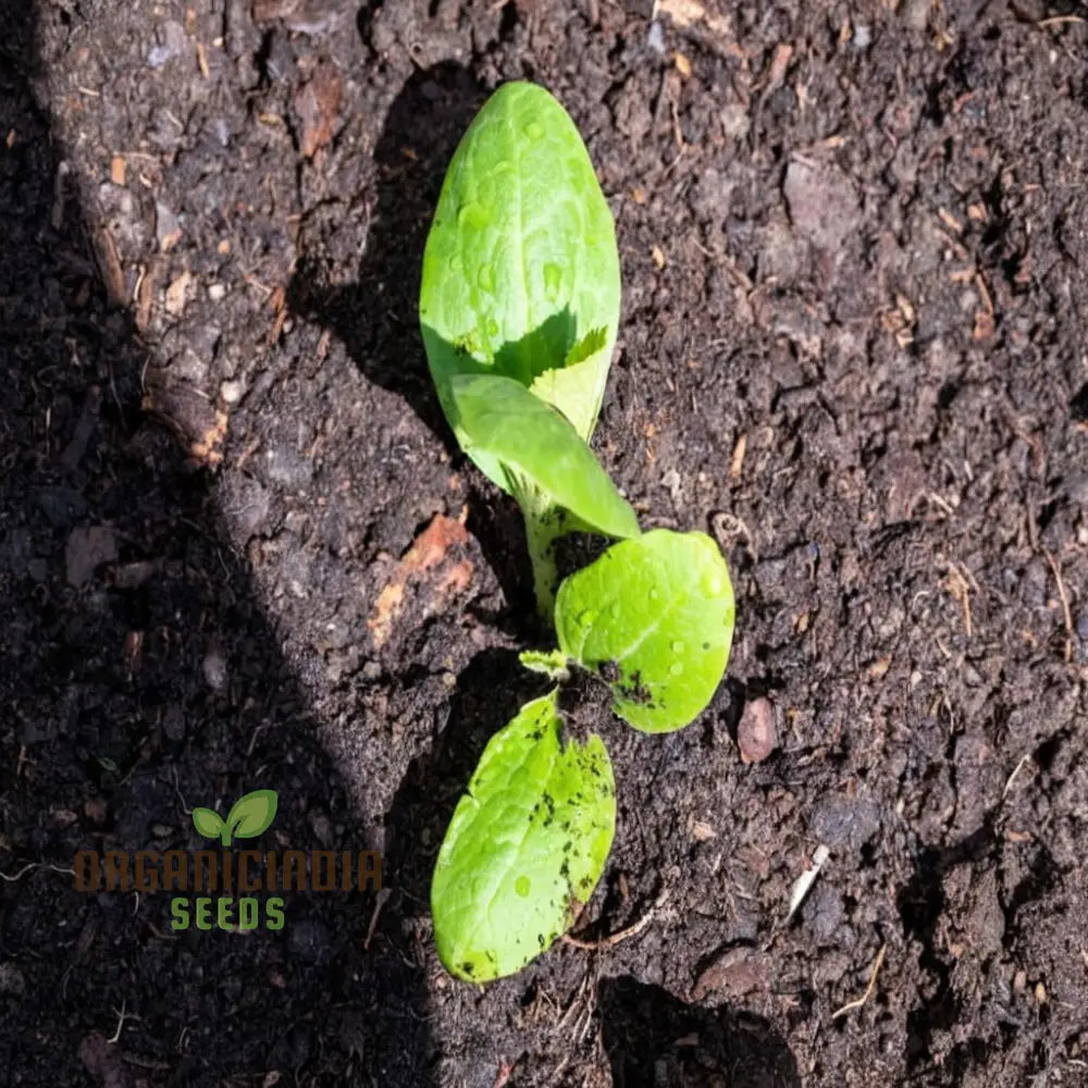 Marrow Tiger Cross Seeds – Elevate Your Gardening With Robust High-Yielding Vegetables