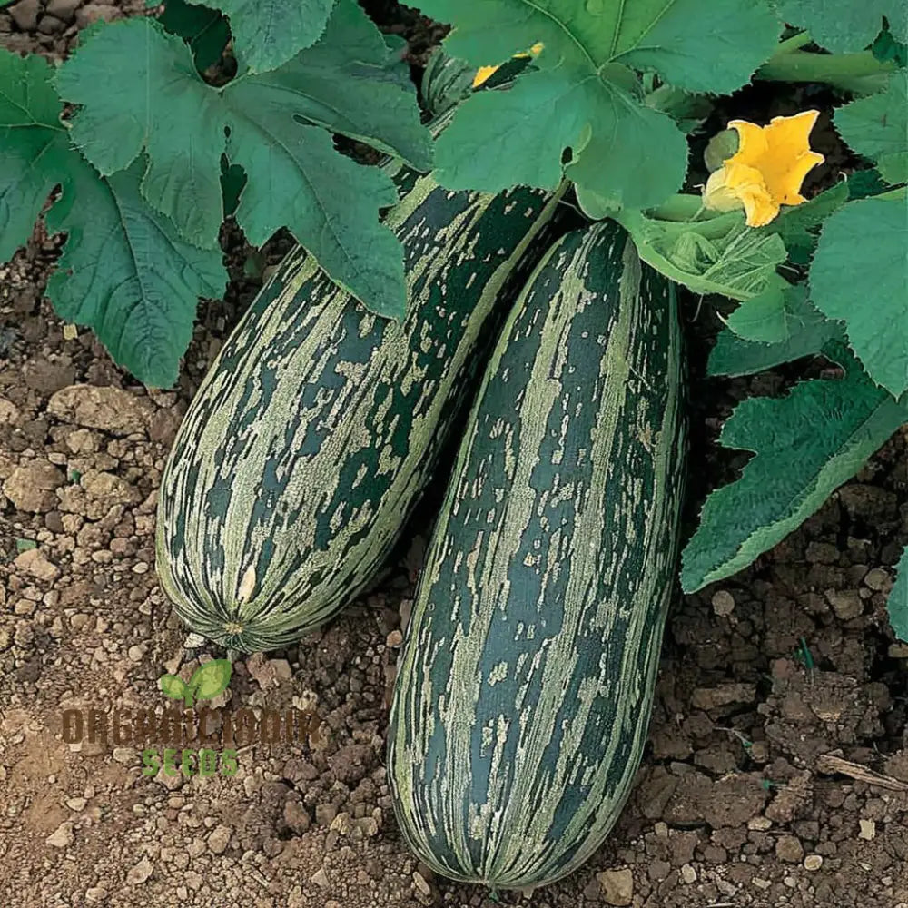 Marrow Tiger Cross Seeds – Elevate Your Gardening With Robust High-Yielding Vegetables