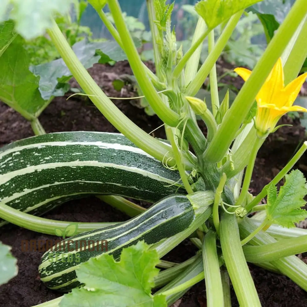 Marrow Tiger Cross Seeds – Elevate Your Gardening With Robust High-Yielding Vegetables