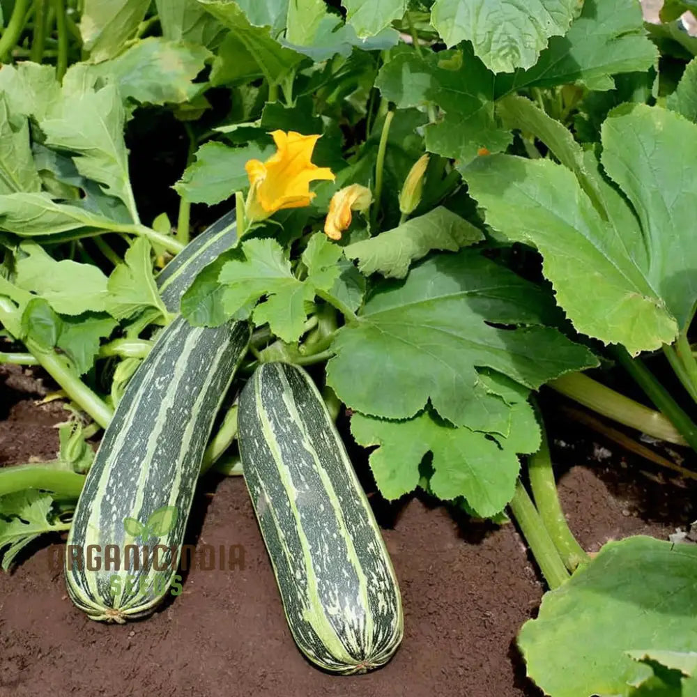 Marrow Tiger Cross Seeds – Elevate Your Gardening With Robust High-Yielding Vegetables