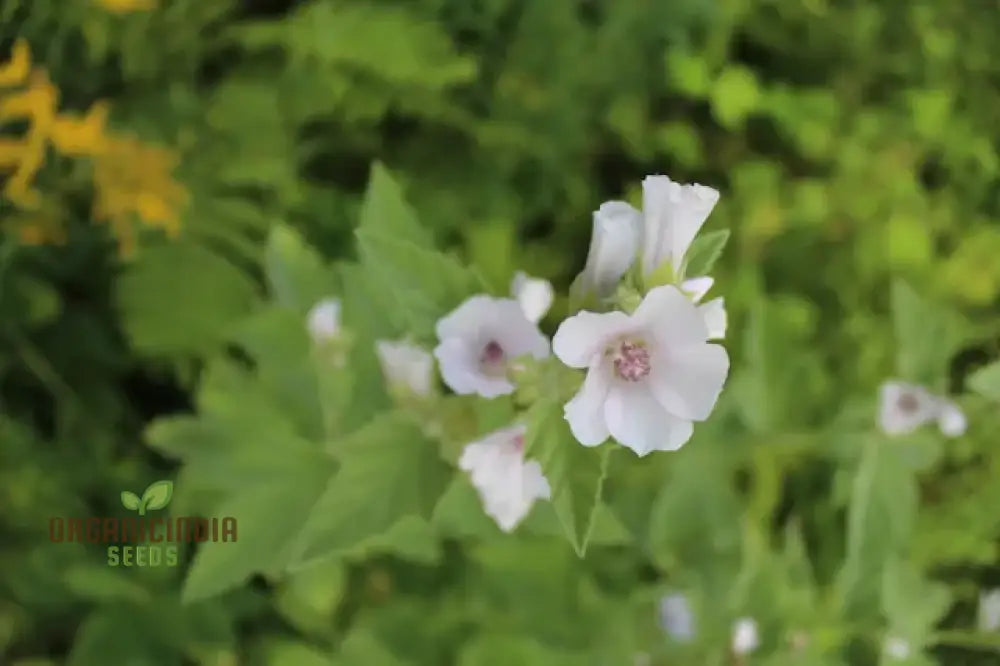 Marsh Mallow Flower Seeds - Premium Quality For Gardening