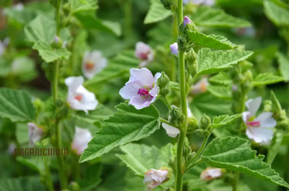 Marsh Mallow Flower Seeds - Premium Quality For Gardening