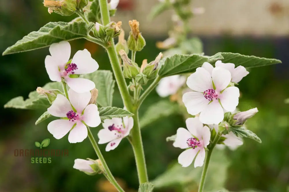 Marsh Mallow Flower Seeds - Premium Quality For Gardening