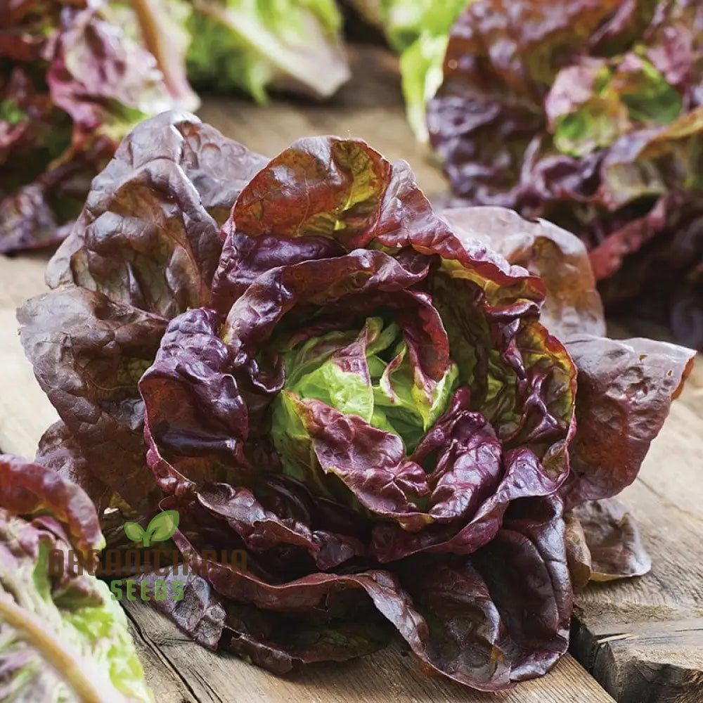 Marvel Of Four Seasons Lettuce Seeds - Perfect For Year-Round Gardening Premium Quality Lush