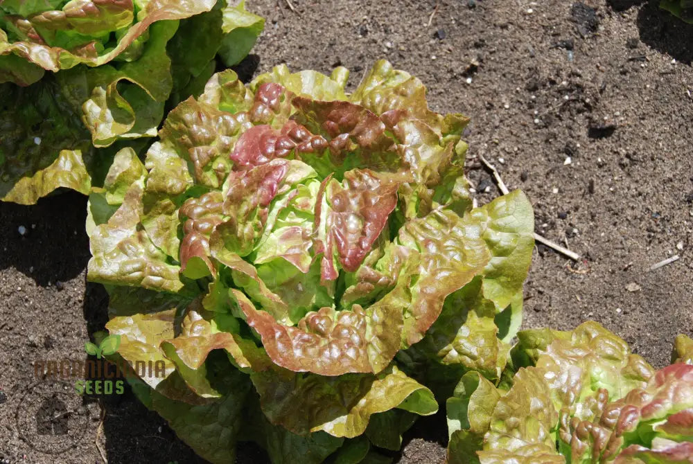 Marvel Of Four Seasons Lettuce Seeds - Perfect For Year-Round Gardening Premium Quality Lush