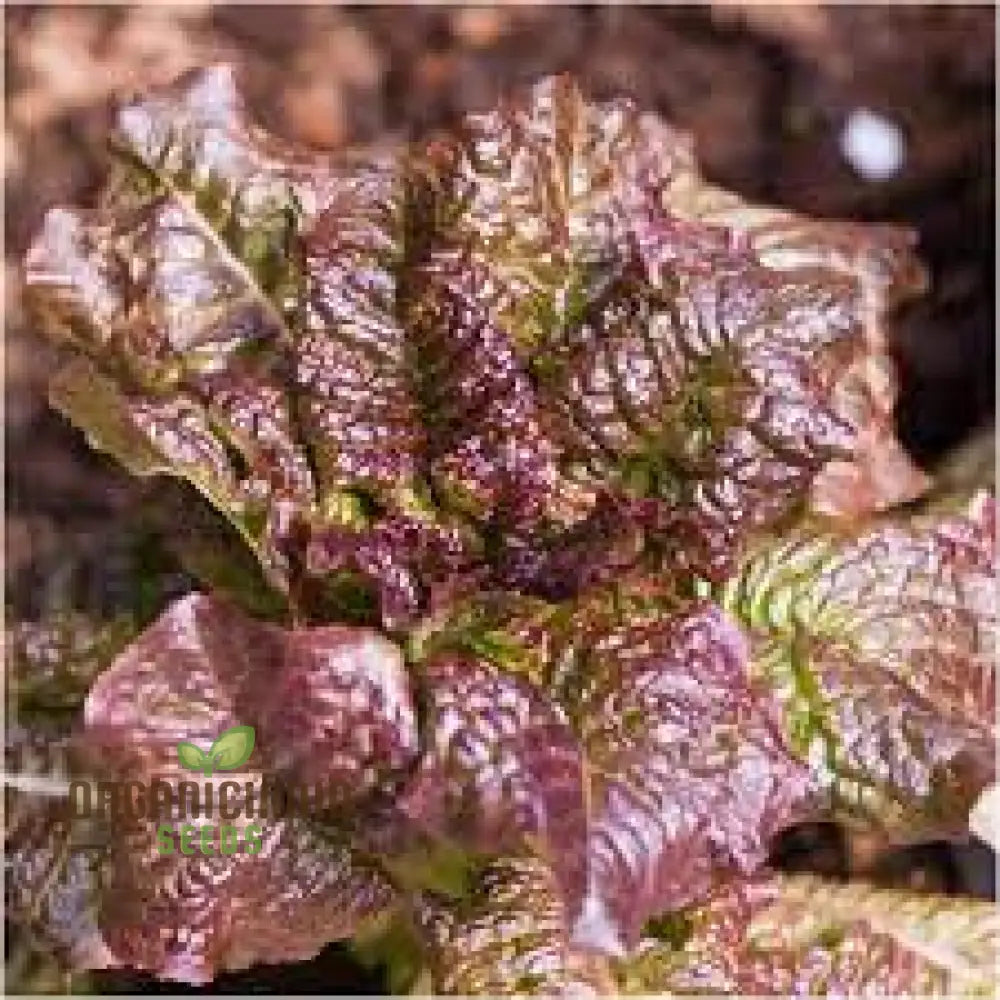 Marvel Of Four Seasons Lettuce Seeds - Perfect For Year-Round Gardening Premium Quality Lush