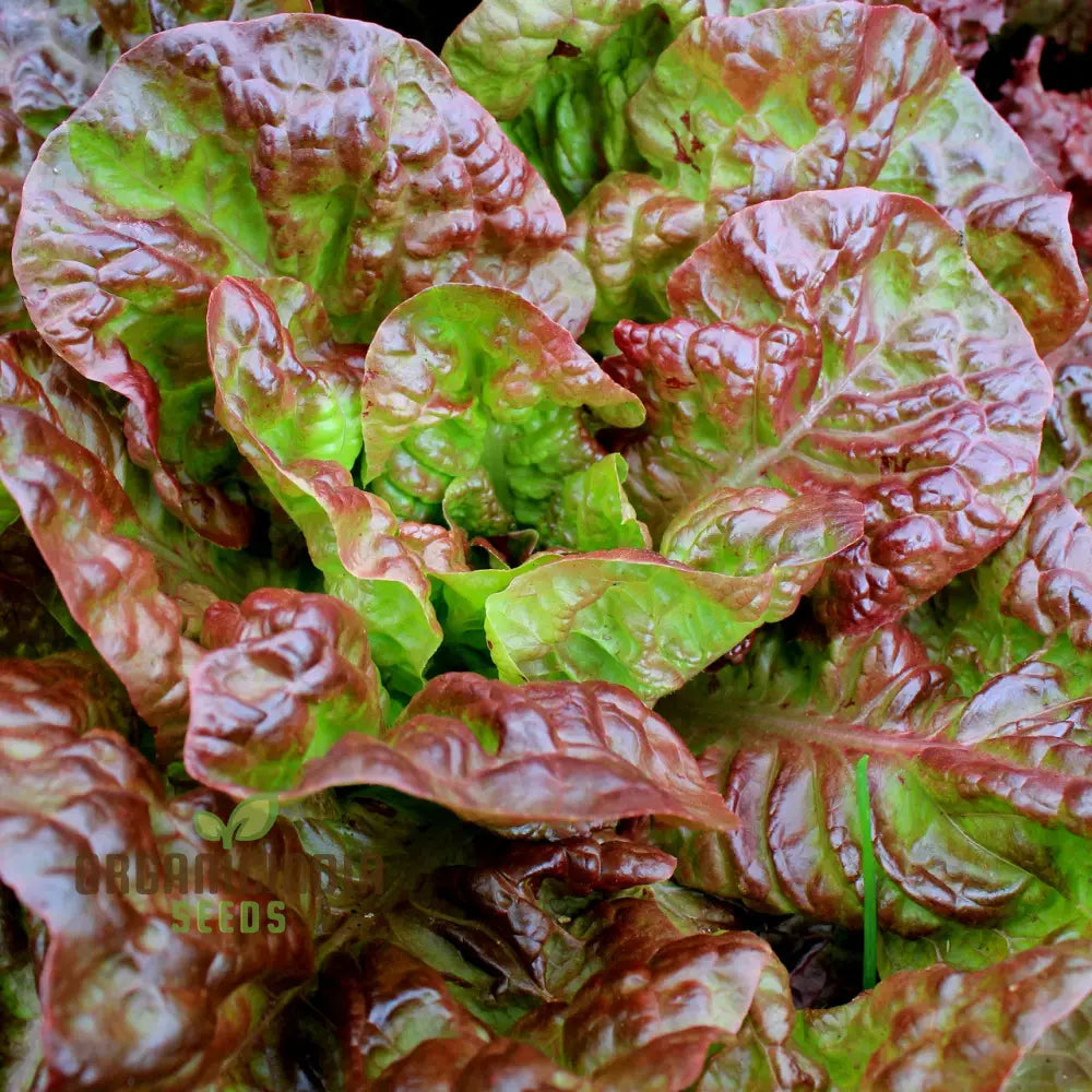 Marvel Of Four Seasons Lettuce Seeds - Perfect For Year-Round Gardening Premium Quality Lush