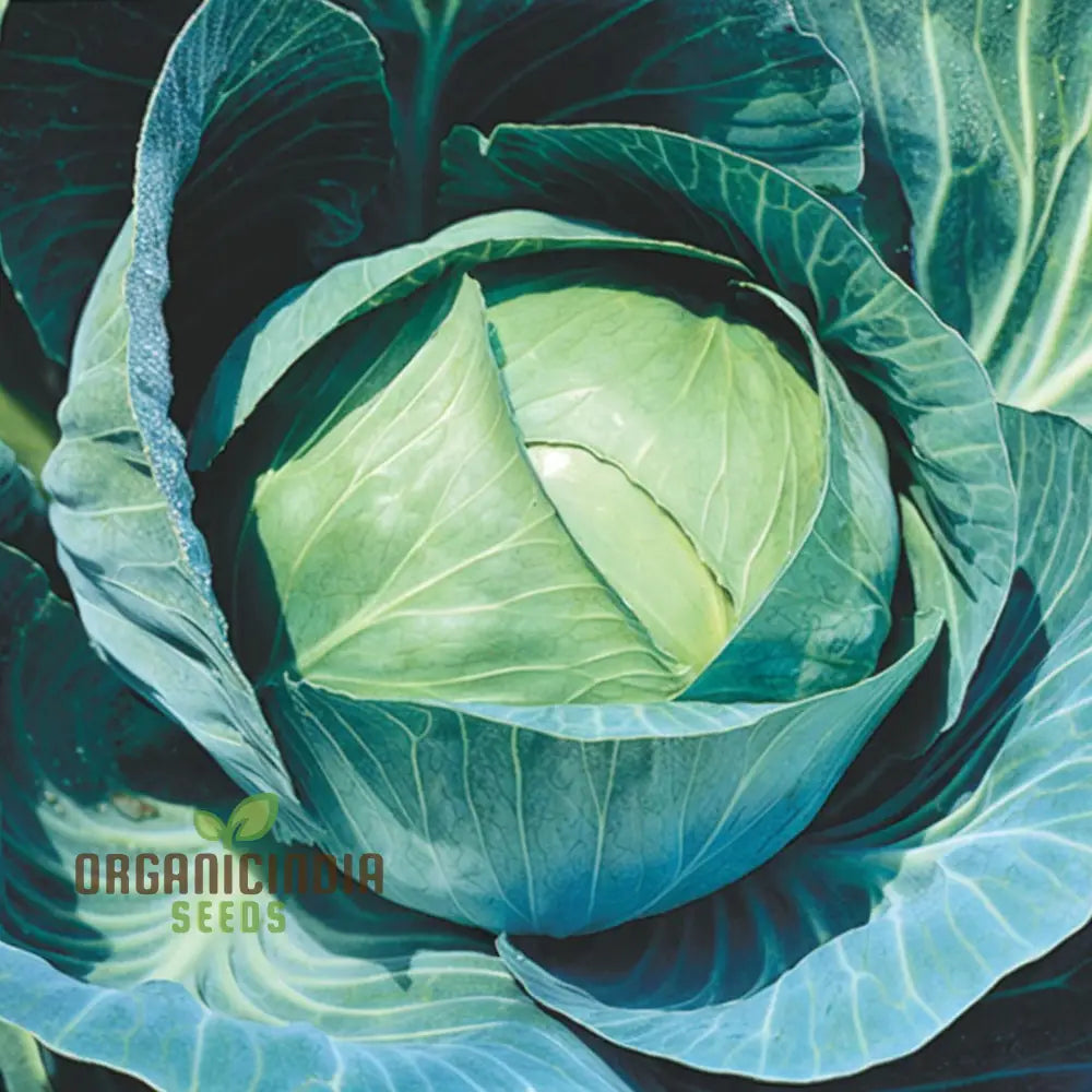 Master The Art Of Cultivating Stone Head Cabbage For Farm-Fresh Flavorful Delights Straight Leafy