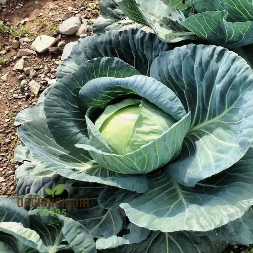 Master The Art Of Cultivating Stone Head Cabbage For Farm-Fresh Flavorful Delights Straight Leafy