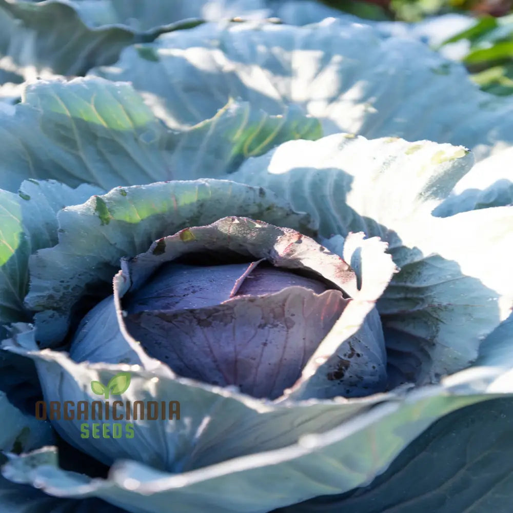 Master The Art Of Cultivating Stone Head Cabbage For Farm-Fresh Flavorful Delights Straight Leafy