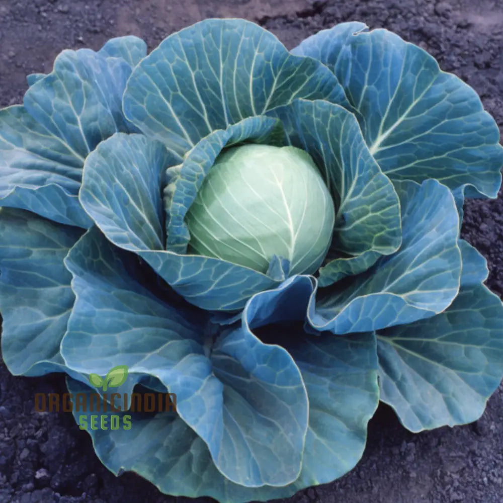 Master The Art Of Cultivating Stone Head Cabbage For Farm-Fresh Flavorful Delights Straight Leafy