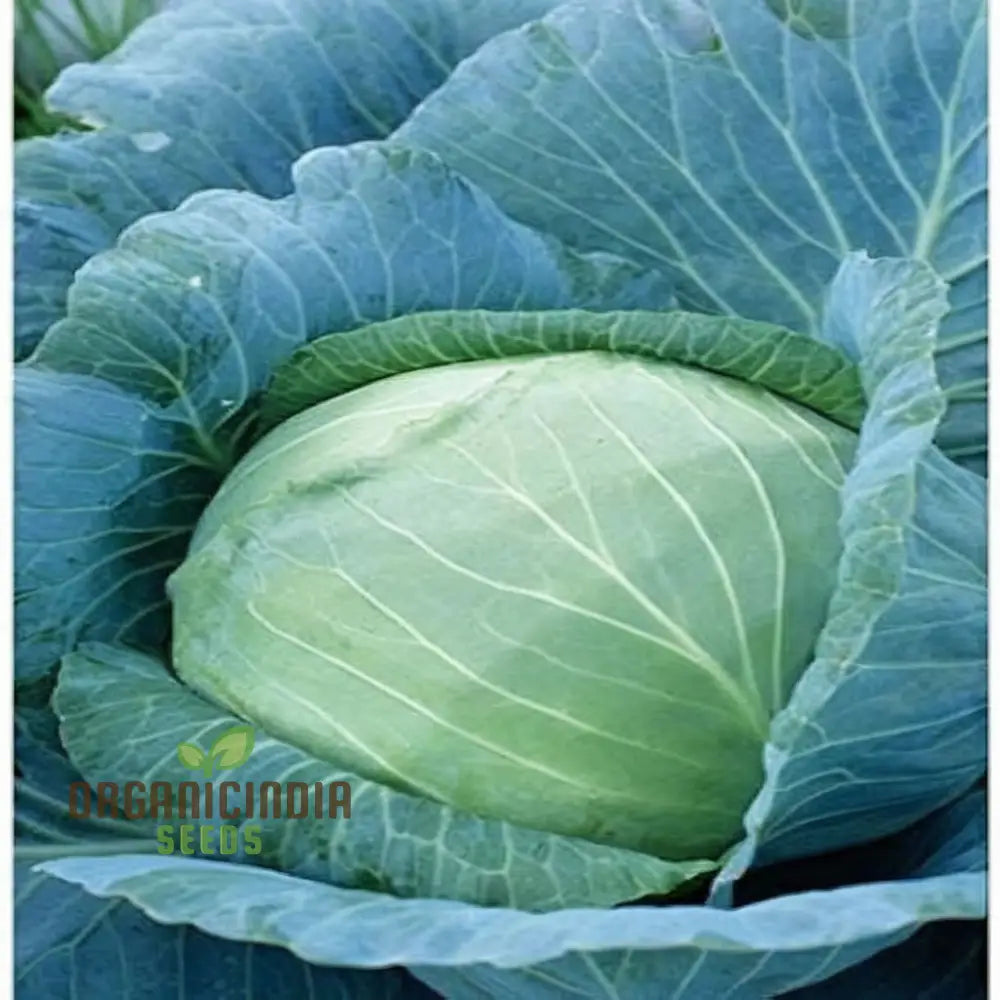 Master The Art Of Cultivating Stone Head Cabbage For Farm-Fresh Flavorful Delights Straight Leafy