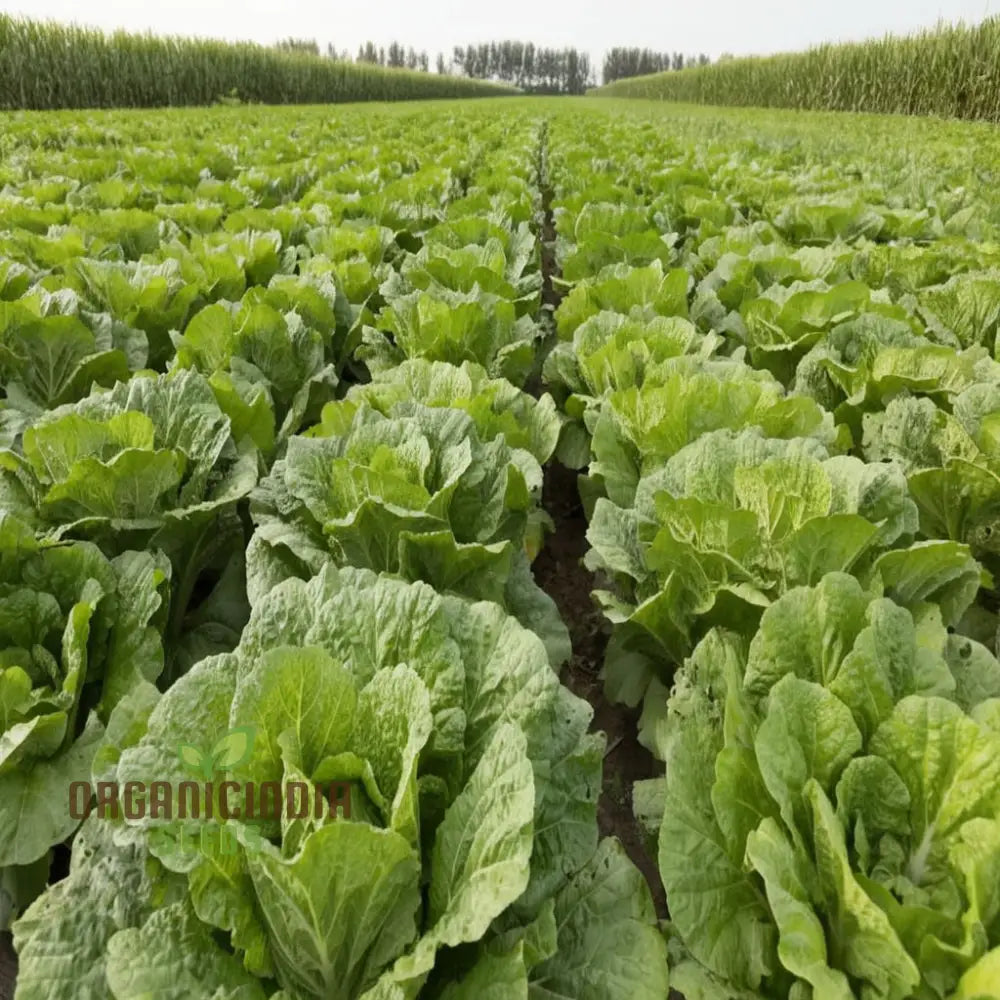 Mastering Napa Cabbage Cultivation – Your Guide To Fresh Homegrown Vegetables Seeds Leafy Greens