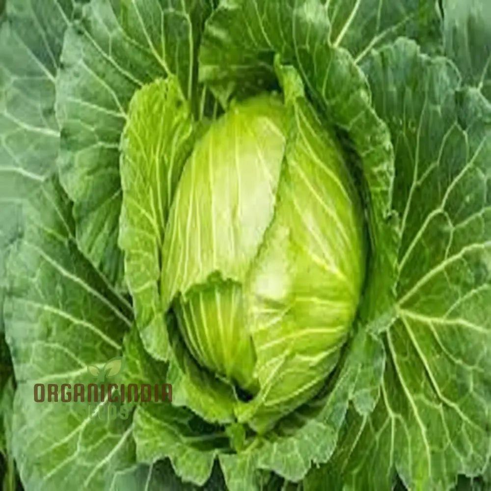 Mastering Napa Cabbage Cultivation – Your Guide To Fresh Homegrown Vegetables Seeds Leafy Greens