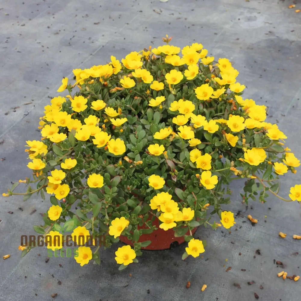 Mastering The Art Of Planting And Gardening With Green Portulaca Oleracea A Detailed Guide To