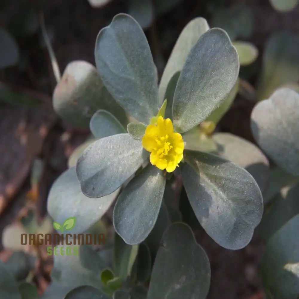 Mastering The Art Of Planting And Gardening With Green Portulaca Oleracea A Detailed Guide To