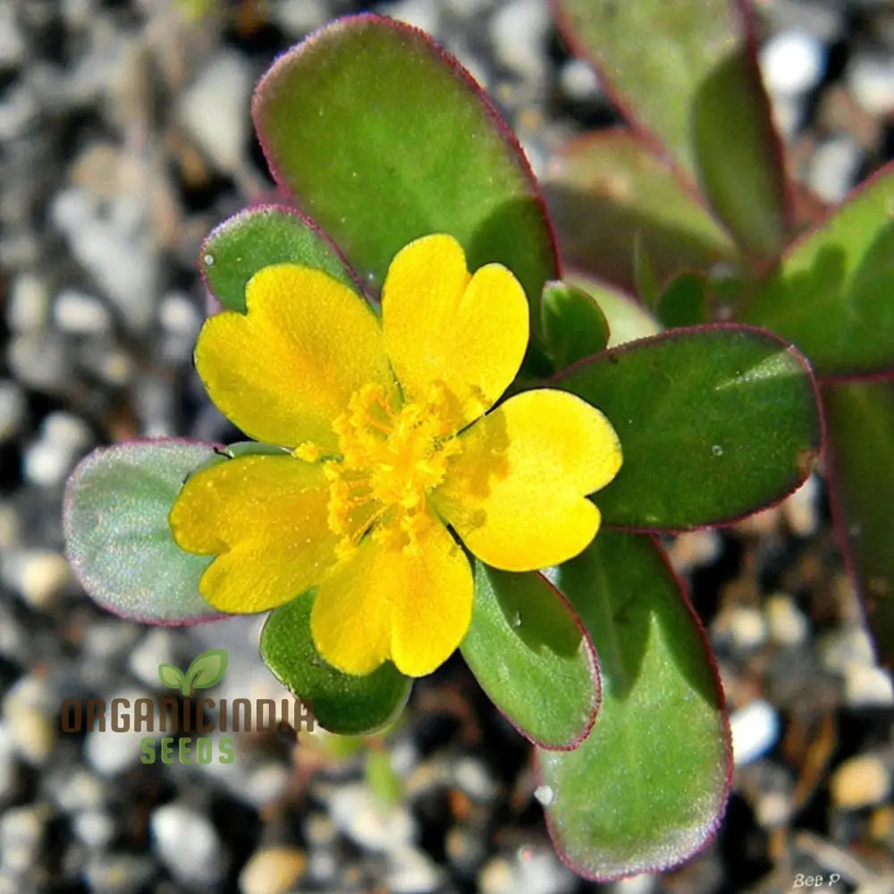 Mastering The Art Of Planting And Gardening With Green Portulaca Oleracea A Detailed Guide To