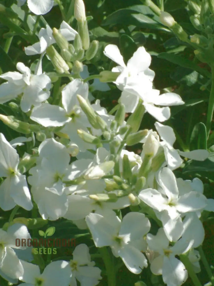 Matthiola Arborescens Alba Flower Seeds For Your Garden Elegant White Blooms Premium Gardening Seeds