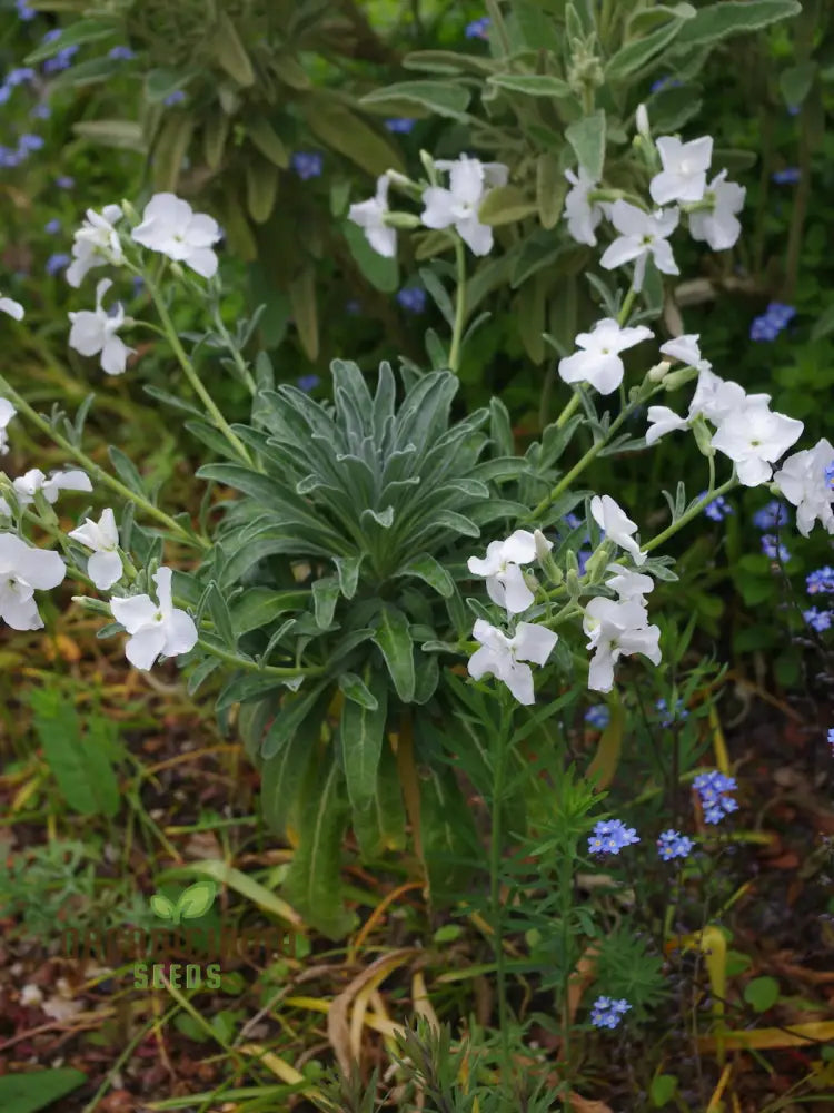 Matthiola Arborescens Alba Flower Seeds For Your Garden Elegant White Blooms Premium Gardening Seeds