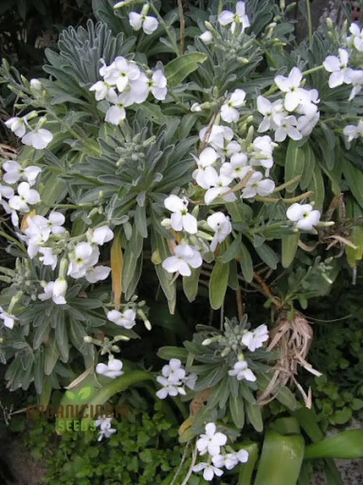 Matthiola Arborescens Alba Flower Seeds For Your Garden Elegant White Blooms Premium Gardening Seeds