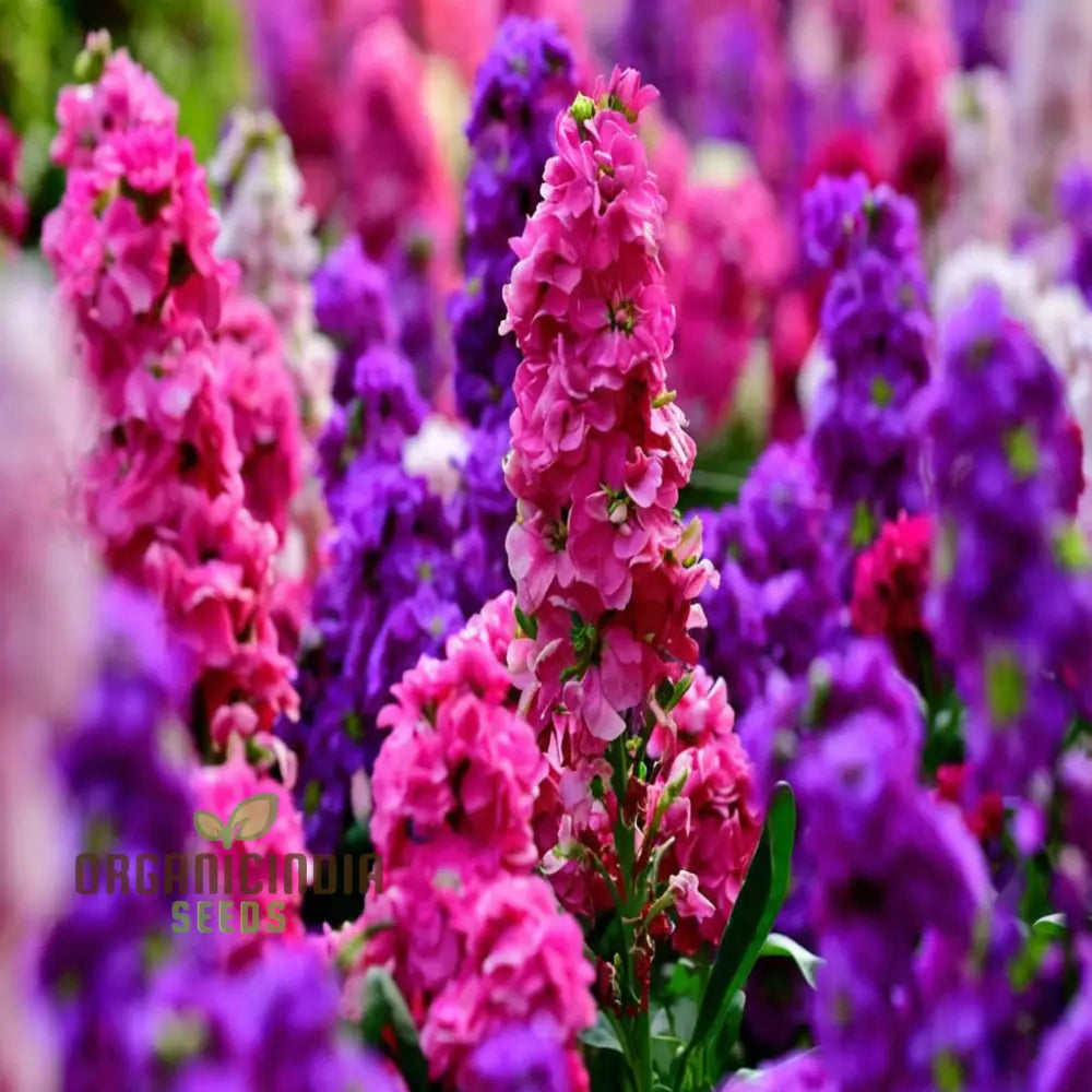 Matthiola Incana Flower Seeds - Fragrant Blooms For Charming Garden Borders Seeds