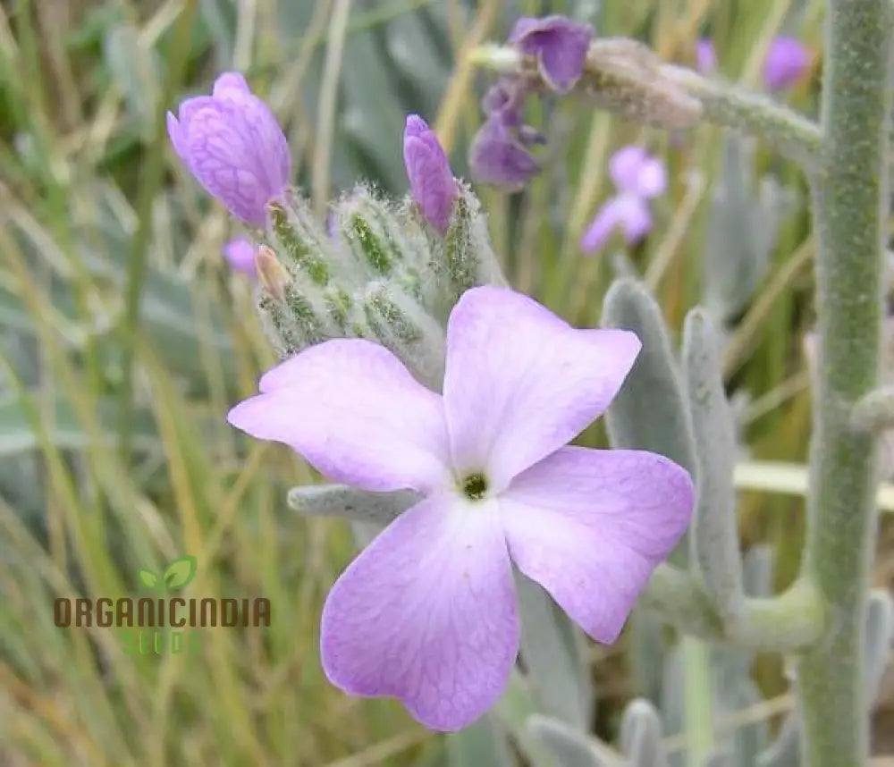 Matthiola Sinuata Flower Seeds For Planting Premium Gardening Seeds