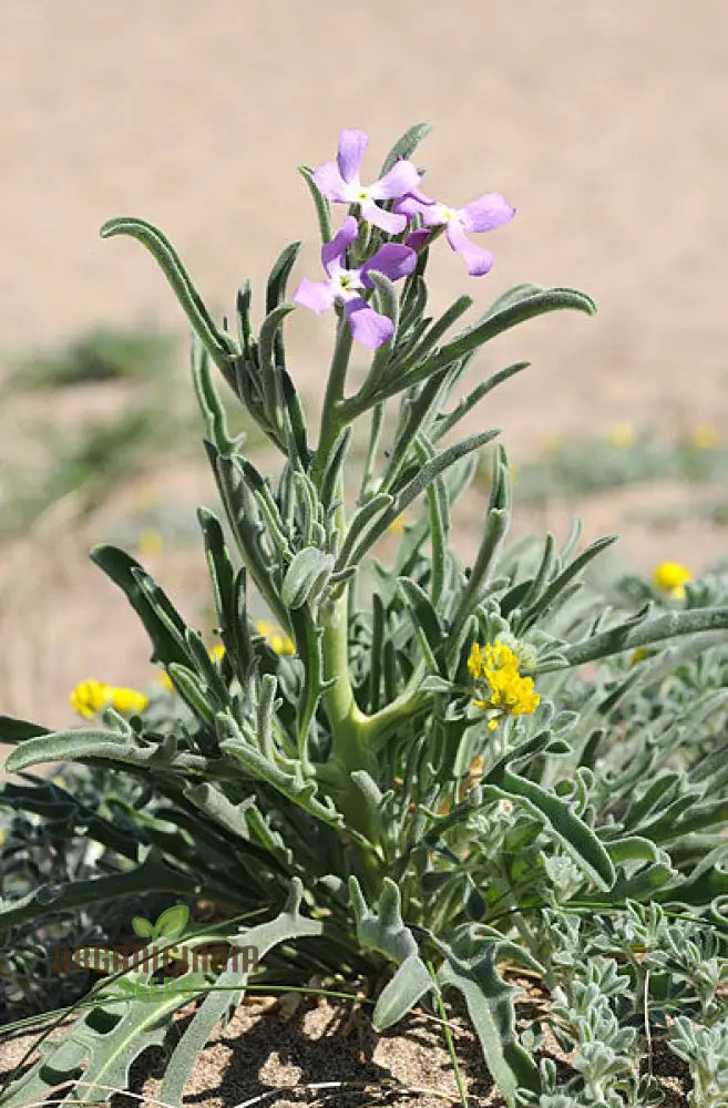 Matthiola Sinuata Flower Seeds For Planting Premium Gardening Seeds