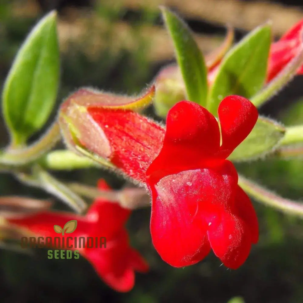 Maurandya Erubescens â€™Magic Dragonâ€™ Flower Seeds For Planting Perfect Vibrant Garden Flower Seeds