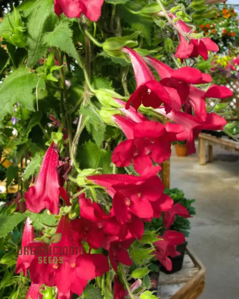 Maurandya Erubescens â€™Magic Dragonâ€™ Flower Seeds For Planting Perfect Vibrant Garden Flower Seeds