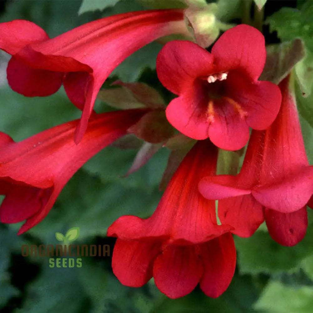 Maurandya Erubescens â€™Magic Dragonâ€™ Flower Seeds For Planting Perfect Vibrant Garden Flower Seeds