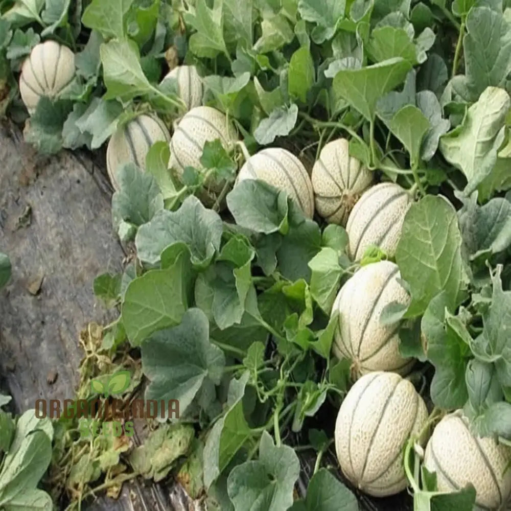 Maximizing Harvests High-Yield Muskmelon Fruit Seeds For Bountiful And Flavorful Melons