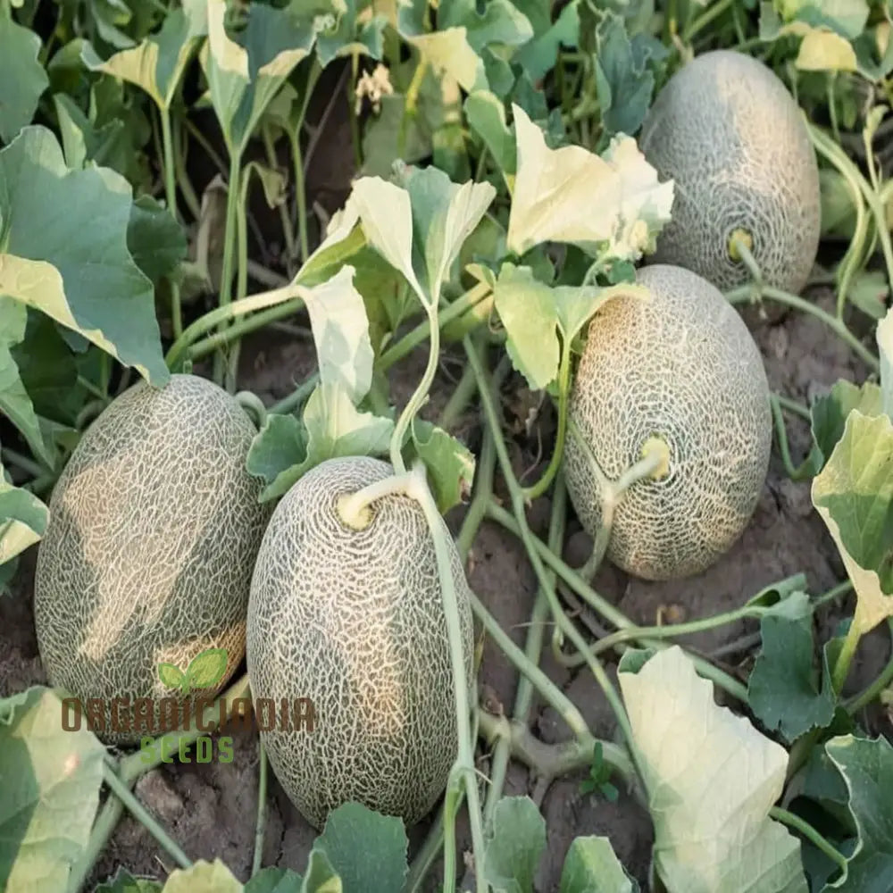 Maximizing Harvests High-Yield Muskmelon Fruit Seeds For Bountiful And Flavorful Melons