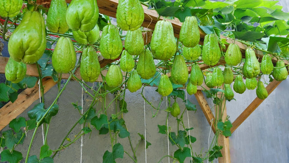 Grow Your Own Bounty with Chayote Seeds for Vibrant Planting