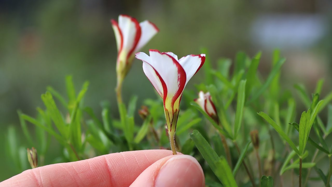 Candy Cane Sorrel Flower Seeds (Oxalis Versicolor) for Planting - 100 pcs - Flower seeds