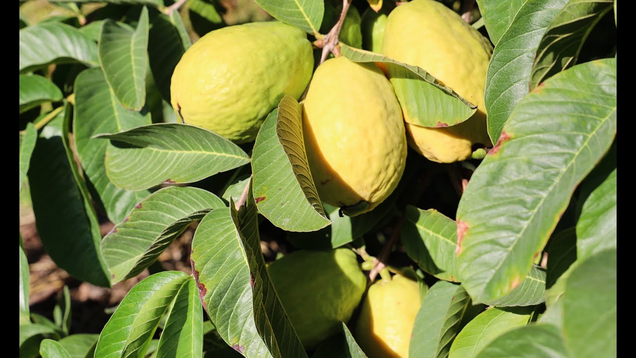 Beaumont Guava Seeds – Sweet & Aromatic Tropical Fruit for Planting