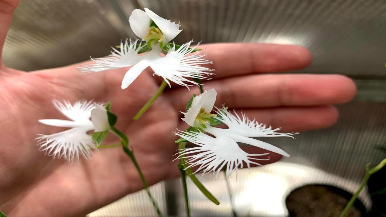 White Egret Orchid Seeds for Planting - 100 pcs - Flower seeds