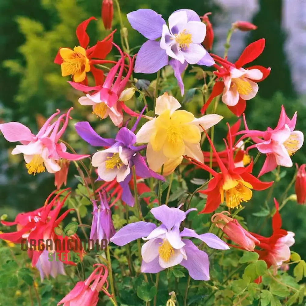 Mckanaâ€™s Giant Columbine Seeds For Planting - Premium Quality Flower Lush Gardens