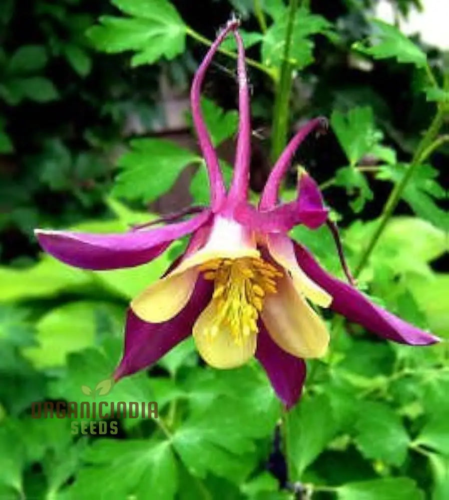 Mckanaâ€™s Giant Columbine Seeds For Planting - Premium Quality Flower Lush Gardens