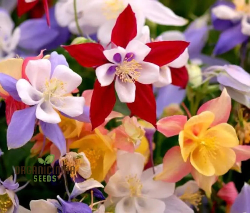 Mckanaâ€™s Giant Columbine Seeds For Planting - Premium Quality Flower Lush Gardens