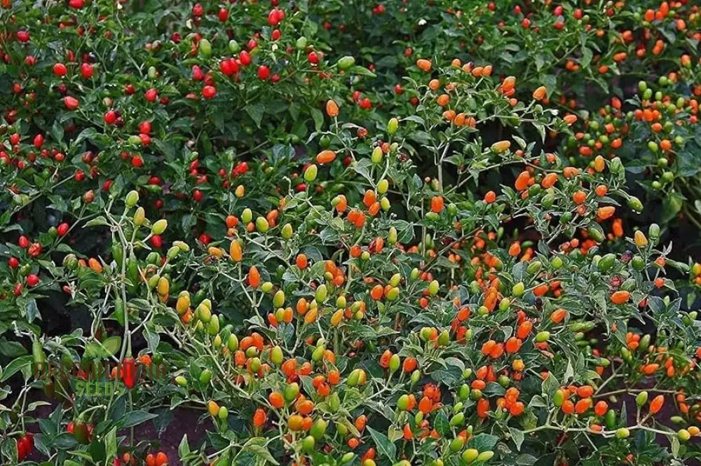 Mcmahon’s Texas Bird Pepper Vegetable Seeds For Gardening Grow Your Own Spicy Garden Delights