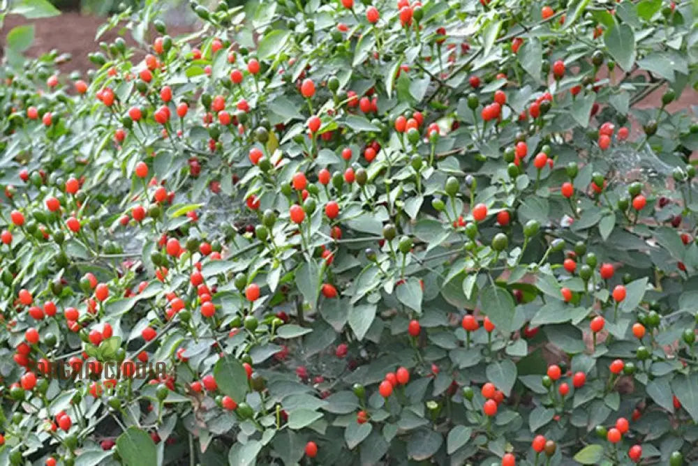 Mcmahon’s Texas Bird Pepper Vegetable Seeds For Gardening Grow Your Own Spicy Garden Delights