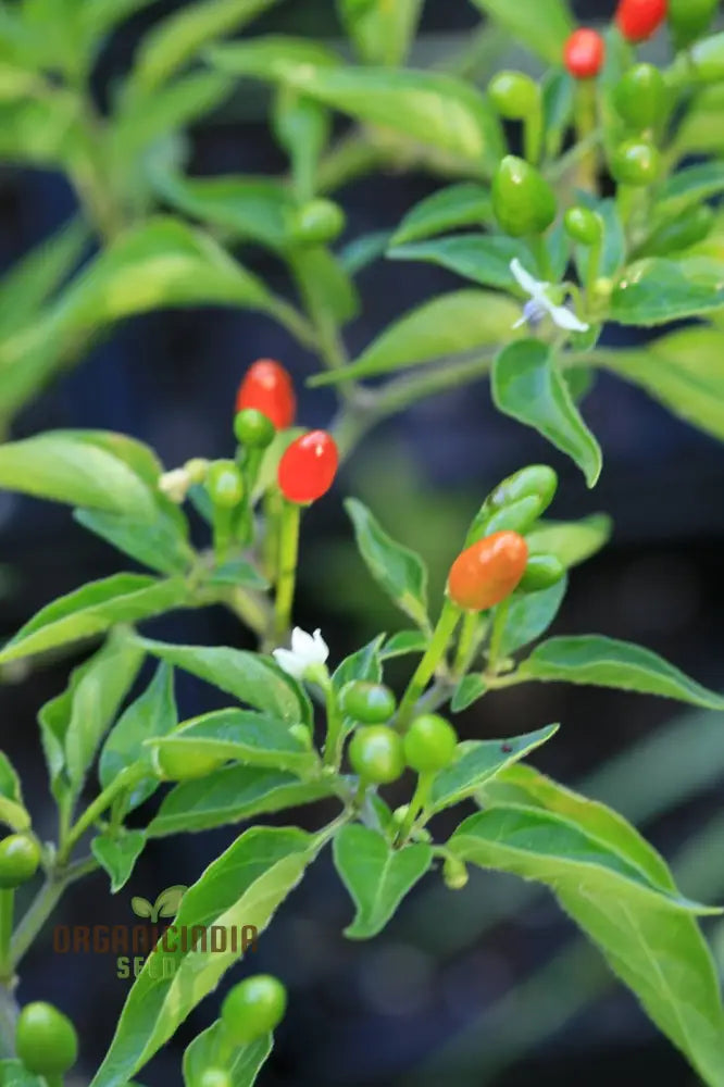 Mcmahon’s Texas Bird Pepper Vegetable Seeds For Gardening Grow Your Own Spicy Garden Delights