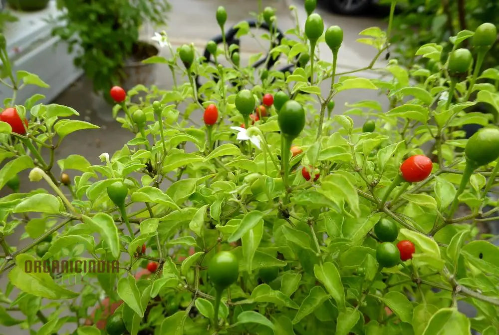 Mcmahon’s Texas Bird Pepper Vegetable Seeds For Gardening Grow Your Own Spicy Garden Delights