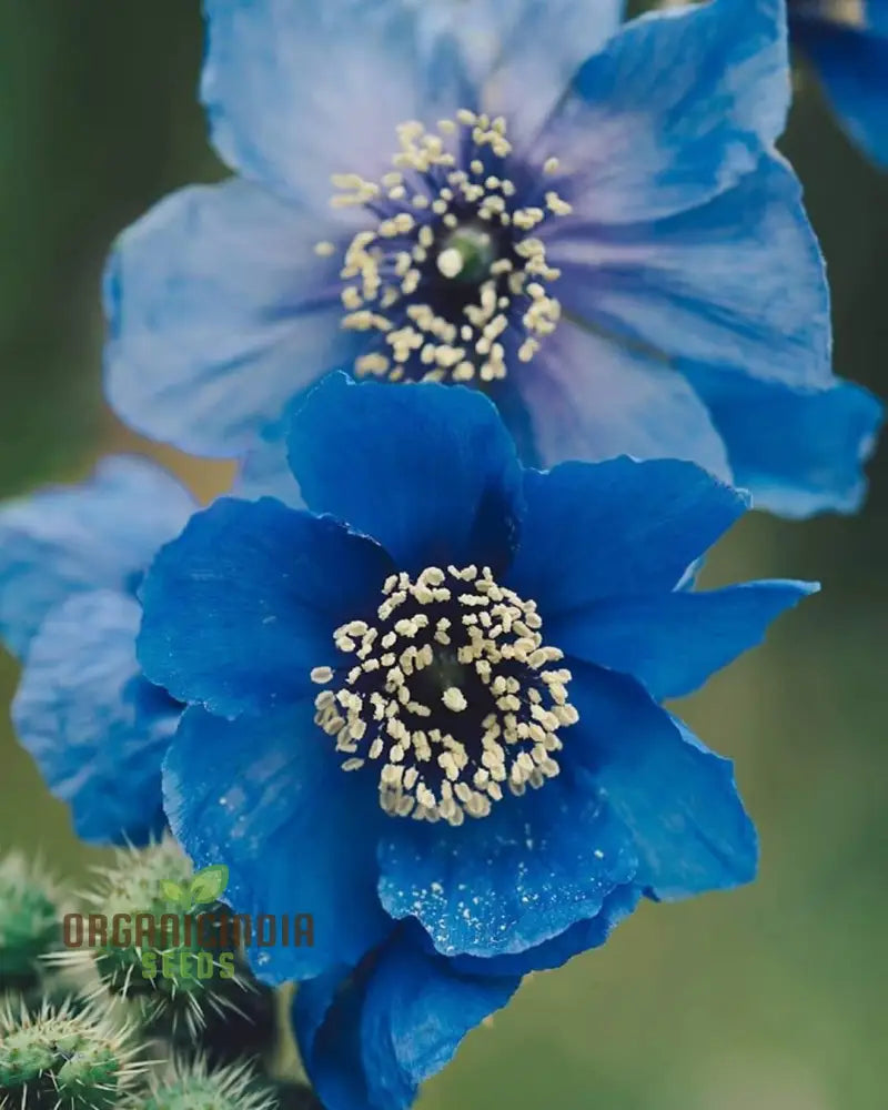 Meconopsis Baileyi Flower Seeds For Gardening Perfect Planting Beautiful Blue Himalayan Poppies