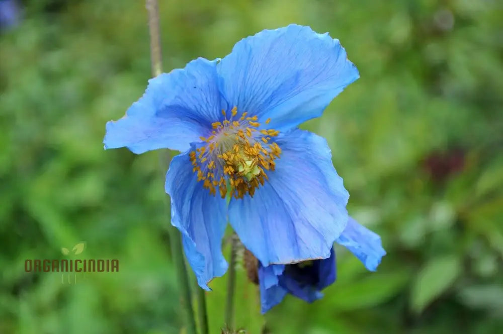 Meconopsis Baileyi Flower Seeds For Gardening Perfect Planting Beautiful Blue Himalayan Poppies