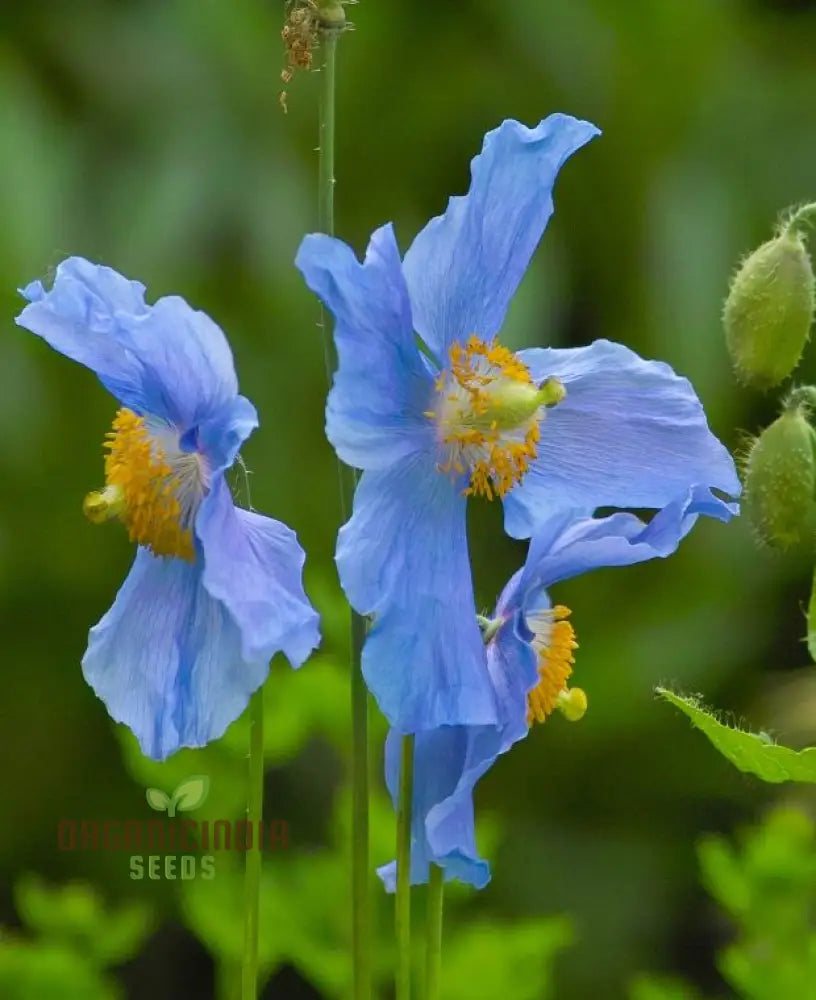 Meconopsis Baileyi Flower Seeds For Gardening Perfect Planting Beautiful Blue Himalayan Poppies